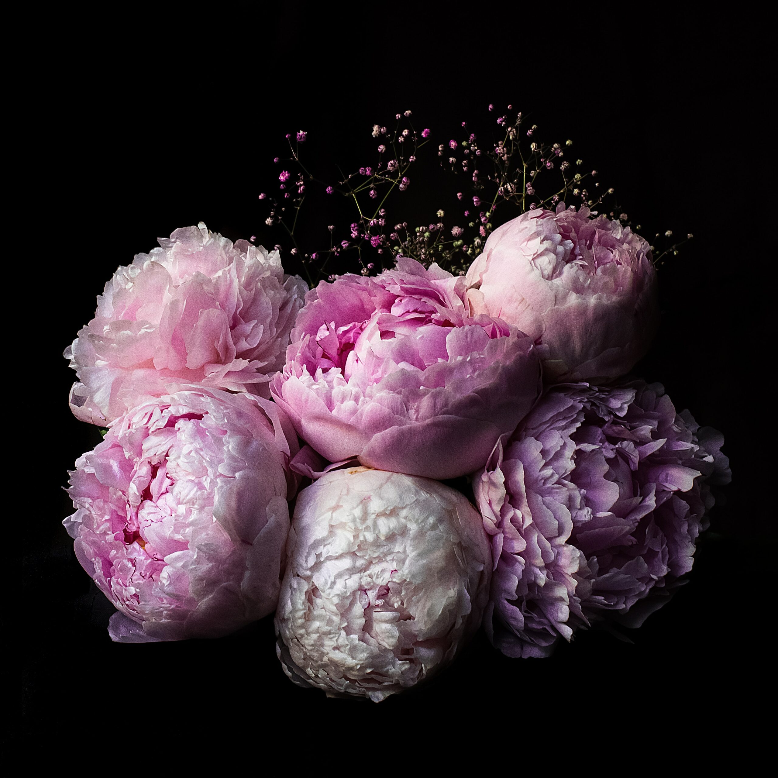 Pink and white peonie flowers against a black background.